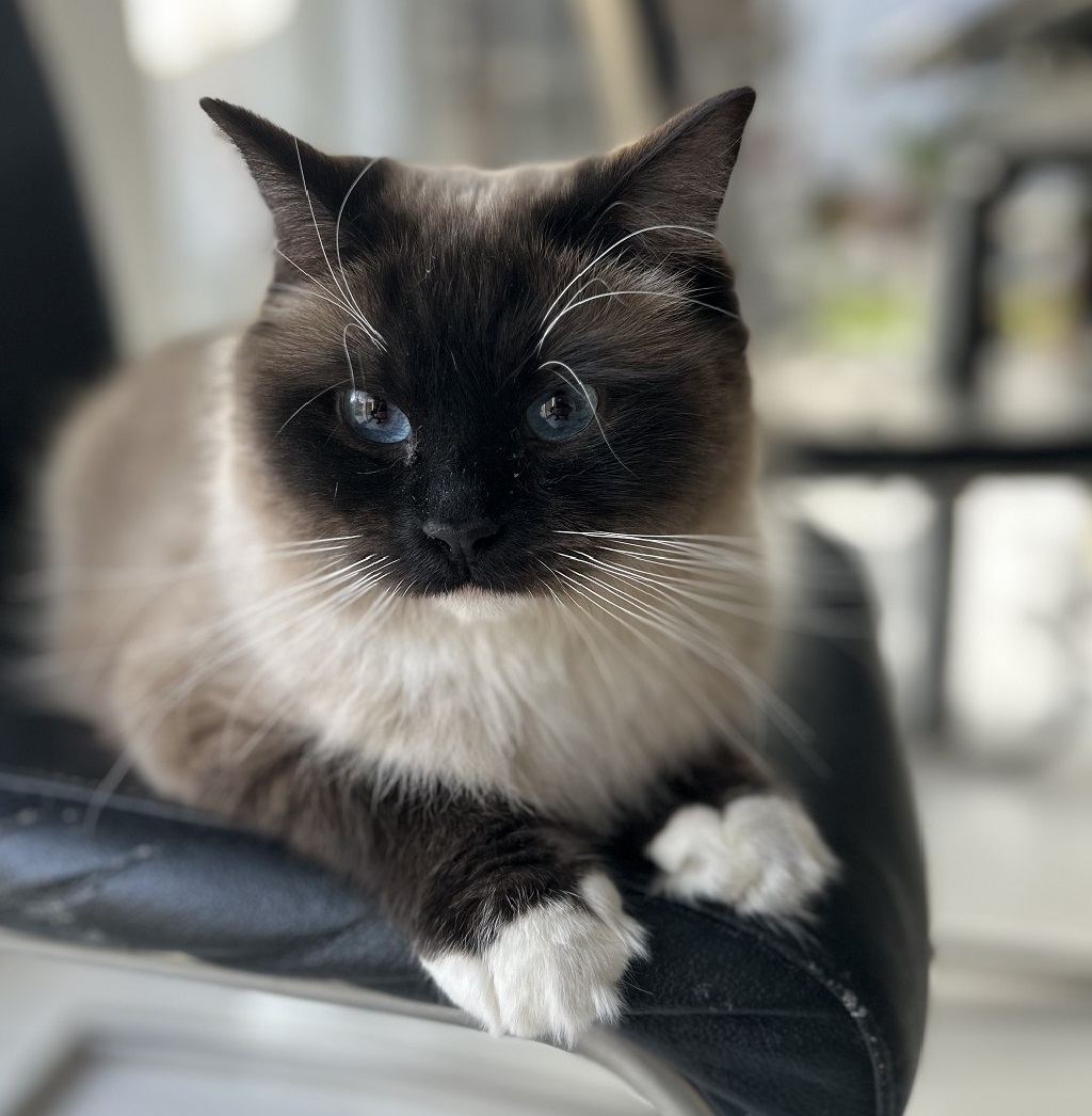 Cleopatra