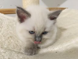 IMG_1077